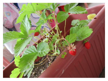 石井幼稚園の教育方針